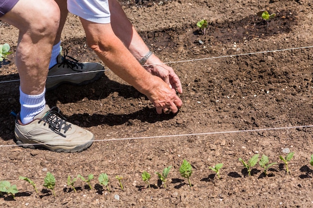 Oudere man aanplant van moestuin in de vroege zomer.