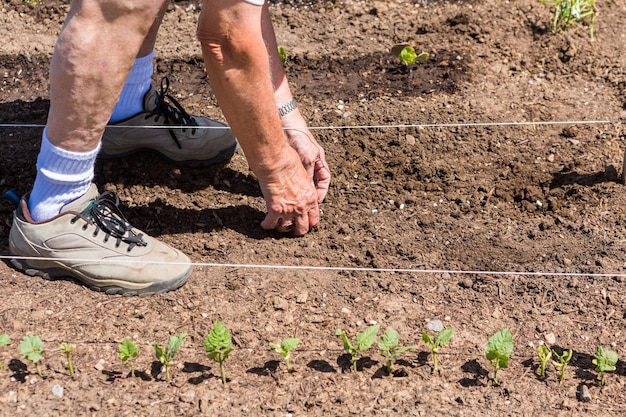 Oudere man aanplant van moestuin in de vroege zomer.