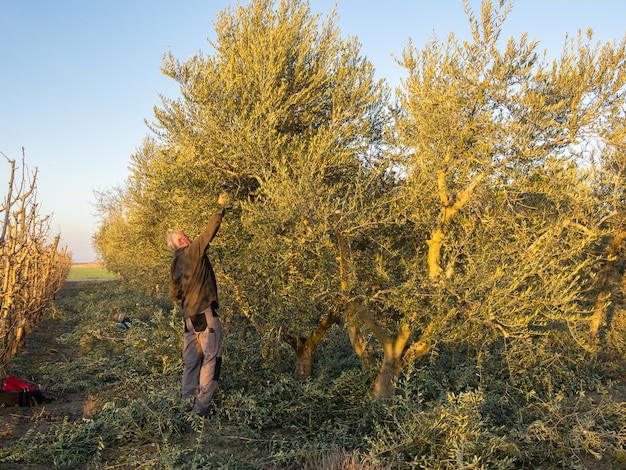 Oudere man snoeit een olijfboomplantage bij zonsondergang