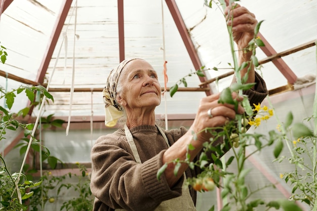 Oudere vrouw in werkkleding die naar groene tomatenplant kijkt terwijl ze in de kas werkt