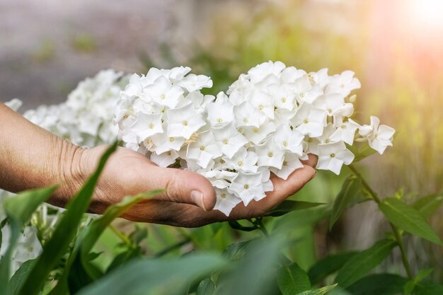 Oudere vrouw met witte bloemen in de tuin