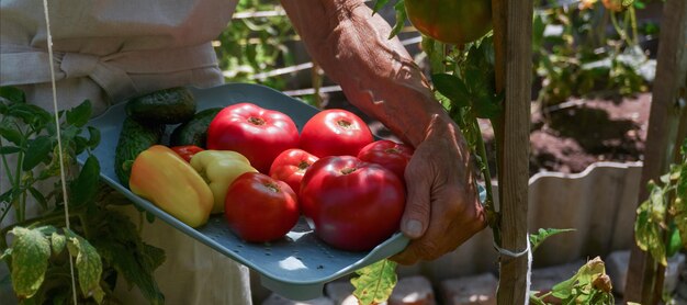 oudere vrouw oogst tomatenoogst in achtertuin in eigen tuin. close-up handen, biologische landbouw