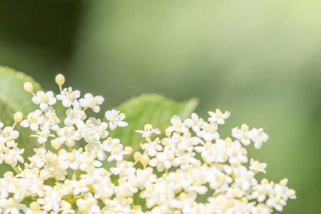 Ouderling bloemen Vlierbloesem Elder Bloei