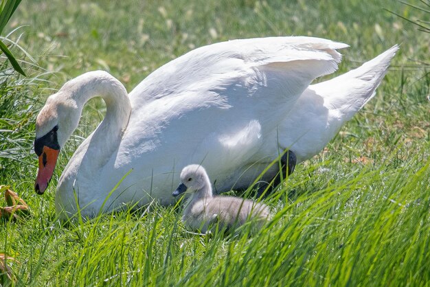 Ouderzwaan leert cygnet teder om door het vredige meer te navigeren