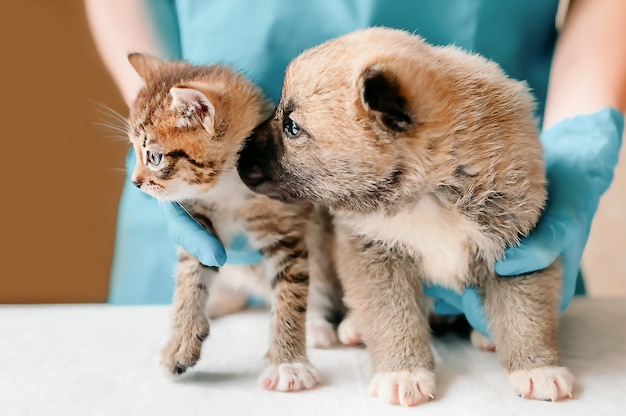 Outbred kitten en puppy kijken opzij bij de afspraak van de dierenarts