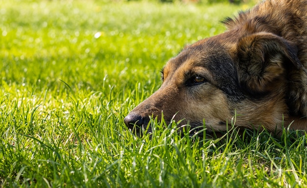 Outbred pensive good dog lies on the grass and is sad.