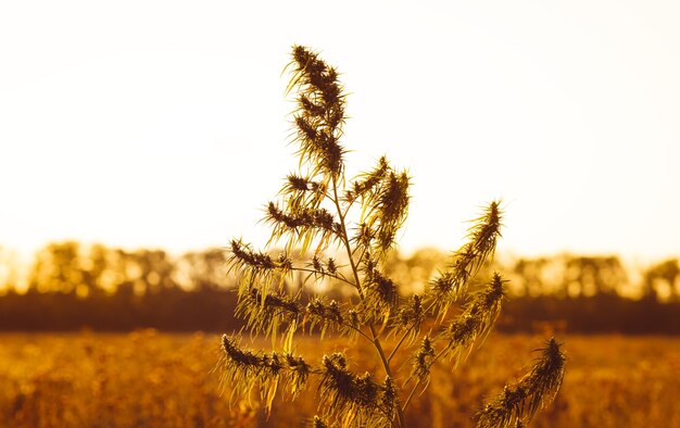 Outdoor cannabis plant illuminated by warm morning light