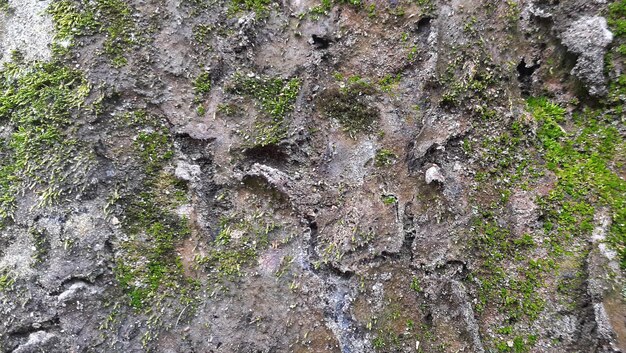 Struttura ruvida della carta da parati del primo piano all'aperto della pietra muschiosa