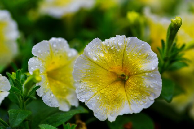 Outdoor color macro single yellow and violet flowering hibiscus blossom