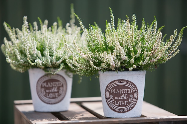 Outdoor decor with Heather plants in decorative pots.