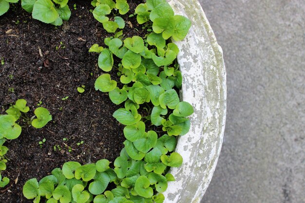 アスファルトの上面に若い草の芽を持つ屋外の花瓶