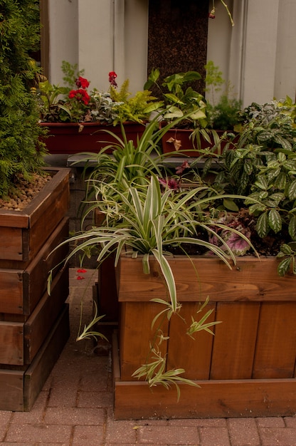 Outdoor flowerbed with live plants in a wooden planter