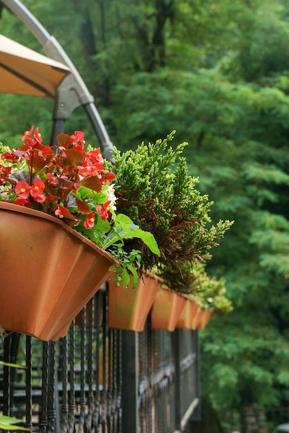 Outdoor flowers in pots on the fence