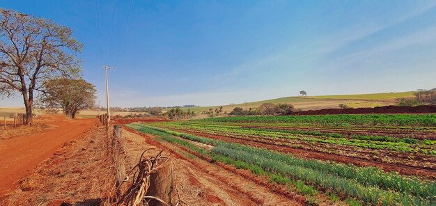 Outdoor footage of a rural landscape. Farm in the sun with plantation of alpha, parsley, chives and basil.