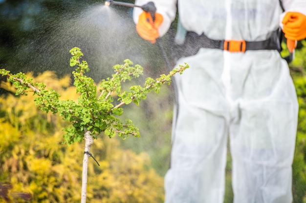 Photo outdoor garden plant spraying