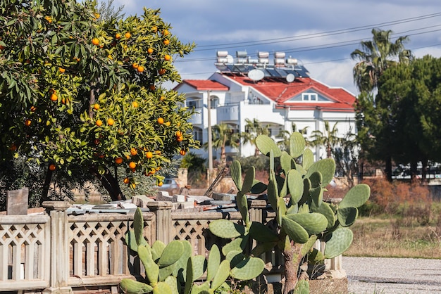 Outdoor garden with a beautiful orange tree and cactus on a Turkish street on a warm summer day