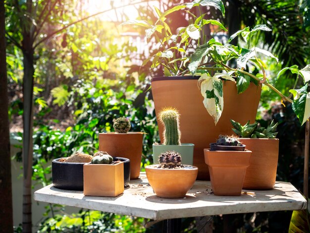 Outdoor garden with cactus and various green plants in many pots on the table in the garden with sunshine in the morning.