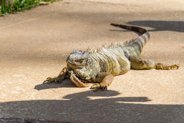 Outdoor iguana in Rio de Janeiro Brazil.