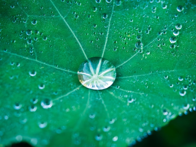 Outdoor morning natural rainy season liquid water splash bubble green color lotus flower tree forest motion heathy freshness environment ecology organic botany close up macro background wallpaper