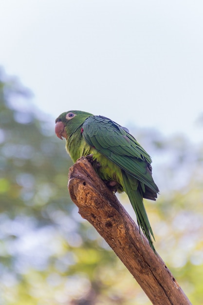 Outdoor parrot in a park in Rio de Janeiro, Brazil.