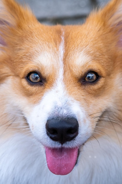 An outdoor photoshoot pet photography pembroke welsh fluffy corgi dog detail shot face on the park in morning sun shine