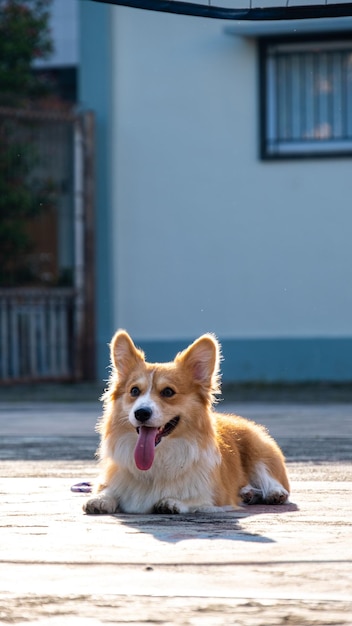 야외 사진 촬영 애완 동물 사진 펨브로크 웨일스의 푹신한 코기 개가 아침 햇살에 공원을 달리고 있습니다