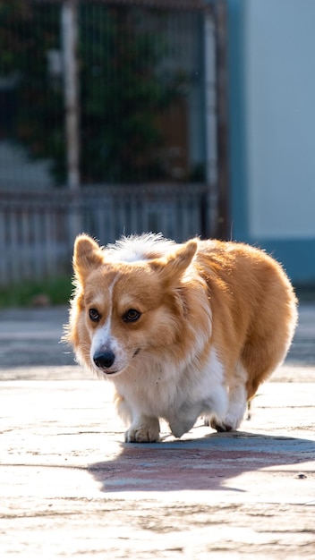 An outdoor photoshoot pet photography pembroke welsh fluffy corgi dog running on the park in morning sun shine