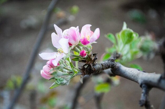 Outdoor plants flowers scenic nature