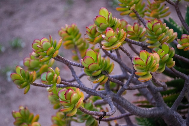 屋外の植物の花の風光明媚な自然