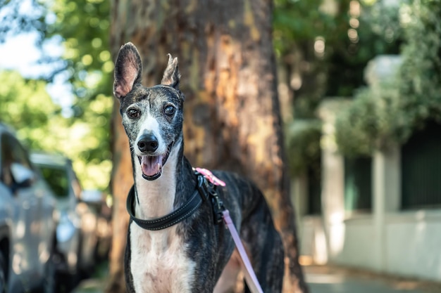 Outdoor portrait of a black and white Spanish greyhound dog wearing a collar