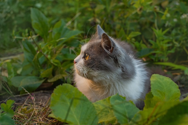 Outdoor portrait of cat playing with flowers in a garden