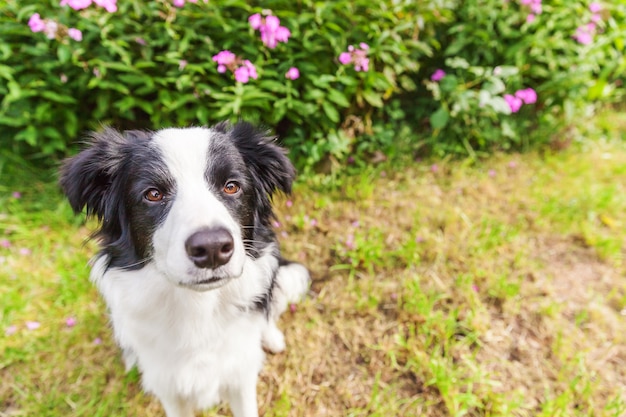 Outdoor portrait of cute border collie sitting on the grass