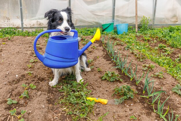 outdoor portrait of cute dog border collie holding watering can in mouth on garden background