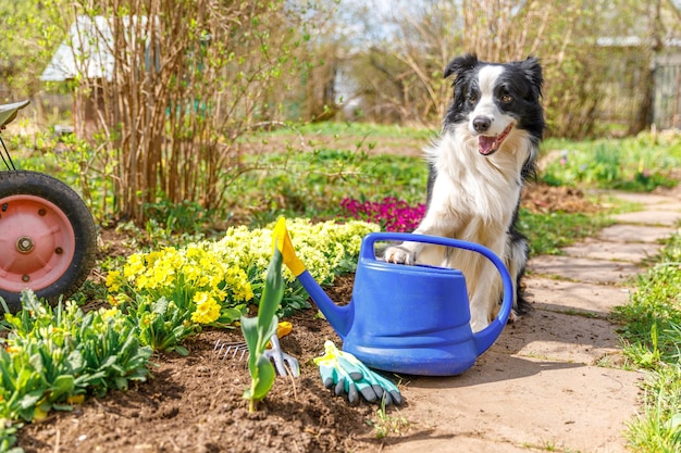 庭の背景にじょうろとかわいい犬のボーダーコリーの屋外の肖像画面白い子犬の犬として