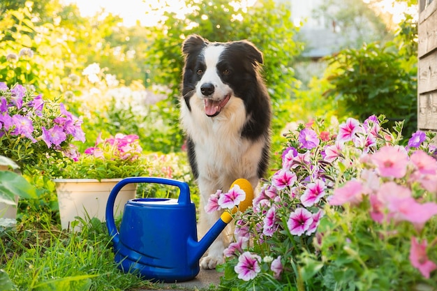 アウトドアの肖像画 庭の背景に水を注ぐ可愛い犬のボーダーコリー 面白い子犬の犬として