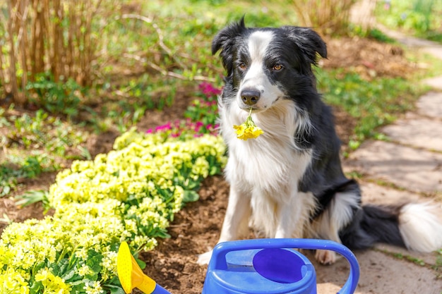 じょうろとかわいい犬のボーダーコリーの屋外の肖像画は、庭の背景に面白い子犬の犬として...