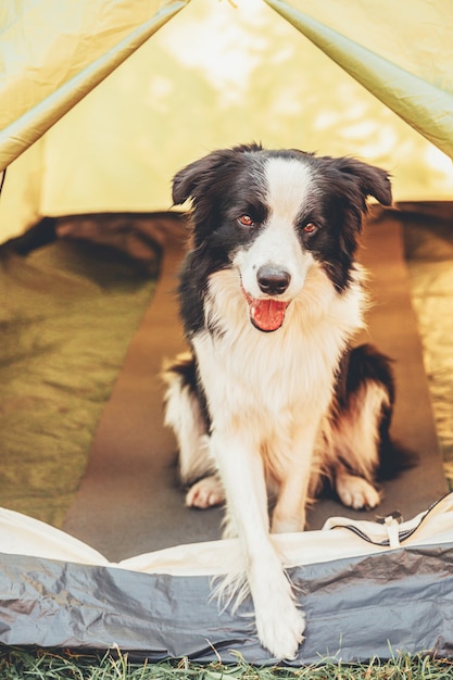 Outdoor portrait of cute funny puppy dog border collie sitting inside in camping tent. Pet travel, adventure with dog companion. Guardian and camping protection. Trip tourism concept