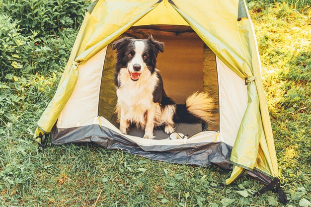 Outdoor portrait of cute funny puppy dog border collie sitting\
inside in camping tent. pet travel, adventure with dog companion.\
guardian and camping protection. trip tourism concept