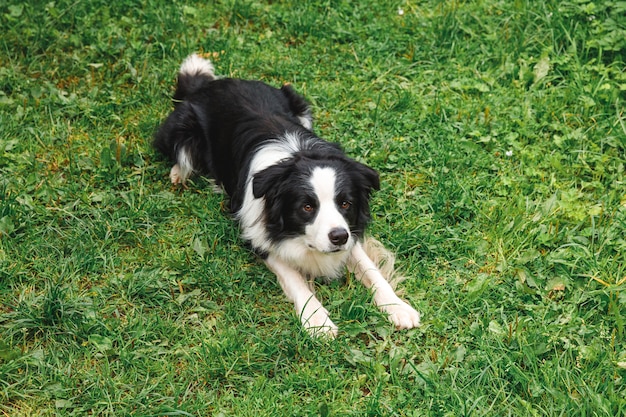 Outdoor portrait of cute smiling puppy border collie lying down on grass