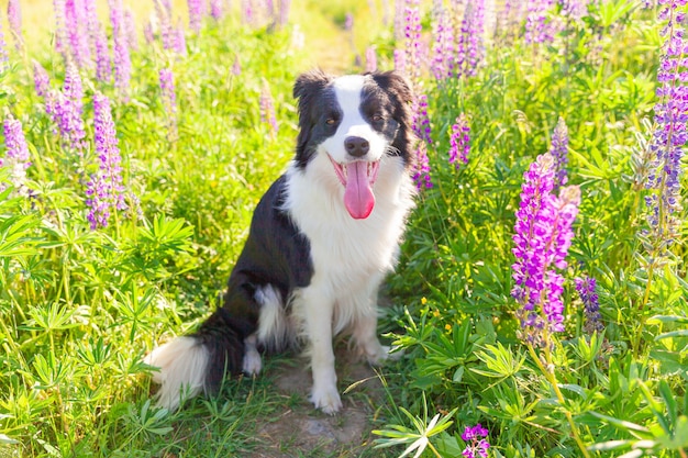 Outdoor portrait of cute smiling puppy border collie sitting on grass, violet flower background.