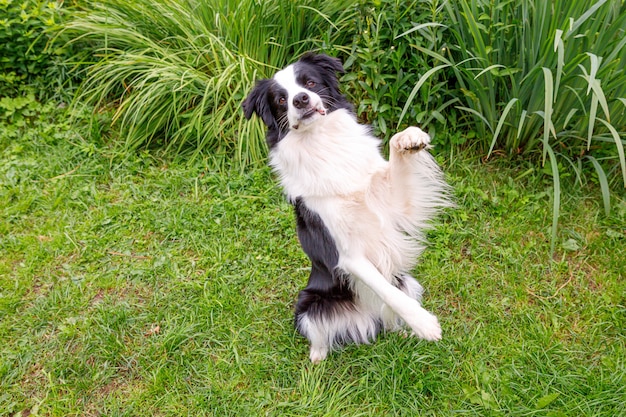 Outdoor portrait of cute smiling puppy border collie sitting on grass