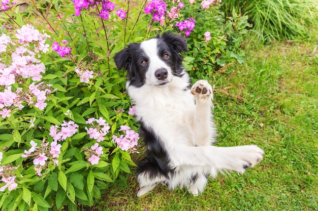 写真 草の上に座っているかわいい笑顔の子犬ボーダーコリーの屋外の肖像画