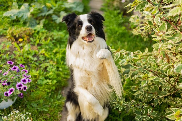 写真 公園の背景に座っているかわいい笑顔の子犬ボーダーコリーの屋外のポートレート小さな犬