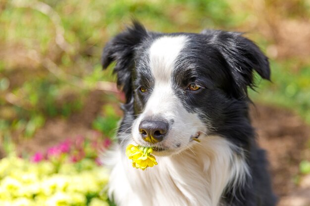 口の中で黄色い花を保持している庭のシーンに座っている屋外の肖像画の子犬ボーダーコリー