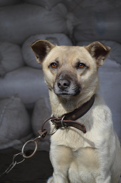 若い犬の屋外の肖像画中庭の美しい若い犬夕日の光で通りでポーズをとる陽気な若い犬