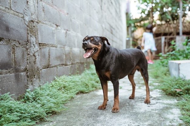 Outdoor portret van een schattige hond