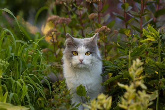 Outdoor Portret van kat spelen met bloemen in een tuin