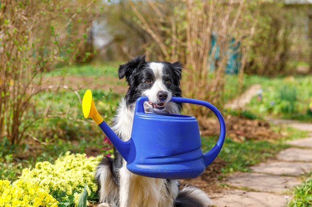 Outdoor Portret van schattige hond border collie gieter in mond houden op tuin achtergrond. Grappige puppyhond als tuinman die gieter voor irrigatie haalt. Tuinieren en landbouw concept.