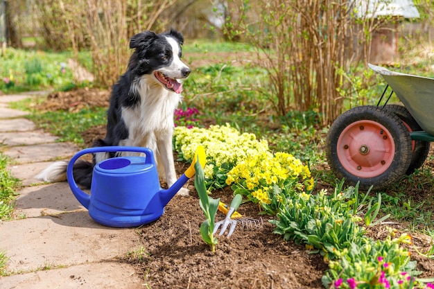 Outdoor portret van schattige hond border collie met gieter en tuinkar in tuin achtergrond fu