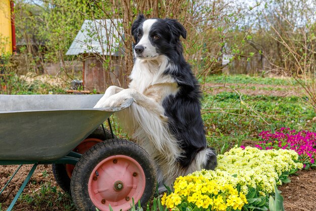 Outdoor Portret van schattige hond border collie met kruiwagen tuin kar op tuin achtergrond. Grappige puppyhond als tuinman klaar om zaailingen te planten. Tuinieren en landbouw concept.